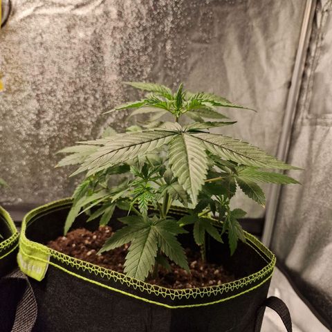 Triple G growlog timeline photo