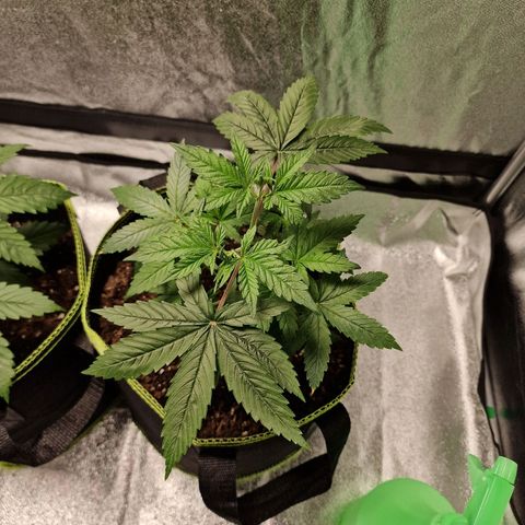 Triple G growlog timeline photo