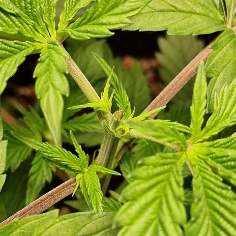 Schokohase  growlog timeline photo