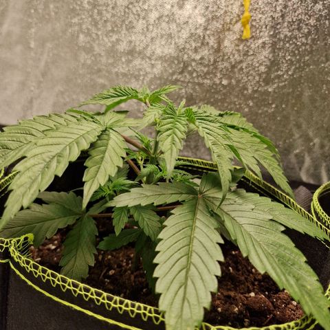 Schokohase  growlog timeline photo