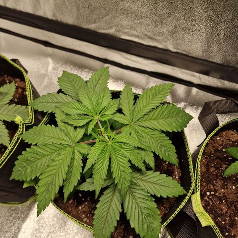 Schokohase  growlog timeline photo