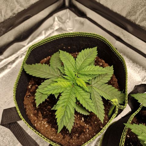 Kalini Asia growlog photo: Nodien sind extrem nah beieinander.