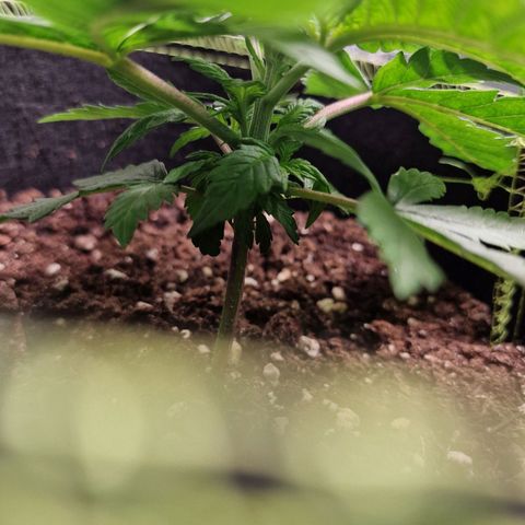 Kalini Asia growlog photo: Nodien sind extrem nah beieinander.