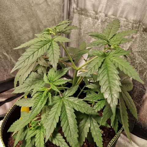 Triple G growlog timeline photo