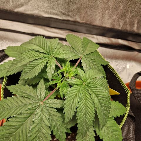 Schokohase  growlog timeline photo