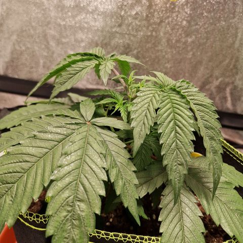 Schokohase  growlog timeline photo