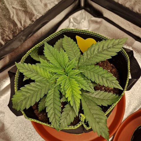 Kalini Asia growlog timeline photo