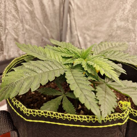 Kalini Asia growlog timeline photo
