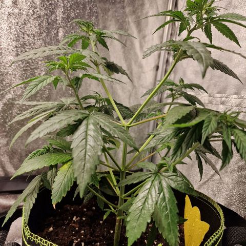 Triple G growlog timeline photo