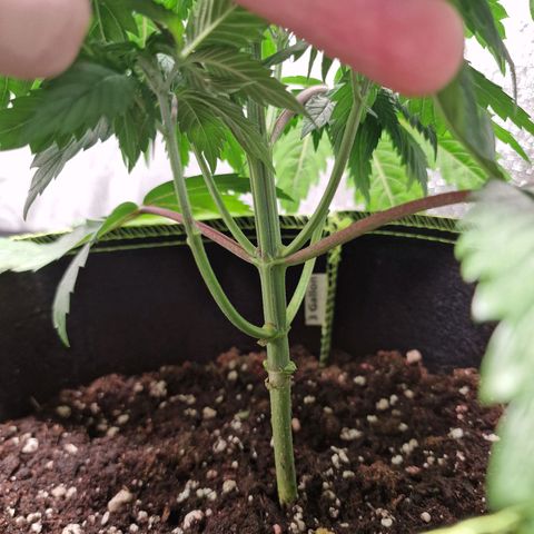 Schokohase  growlog timeline photo
