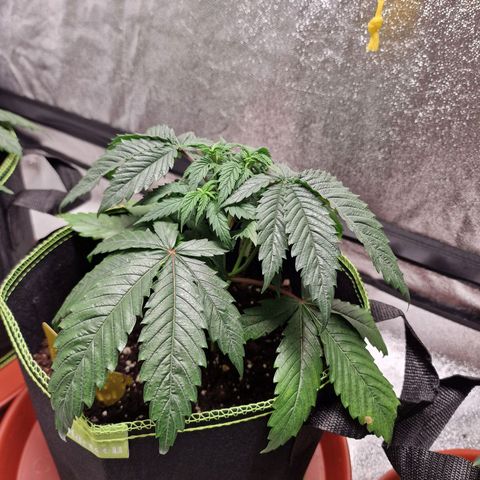 Schokohase  growlog timeline photo