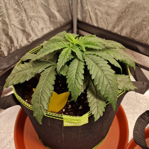 Kalini Asia growlog timeline photo