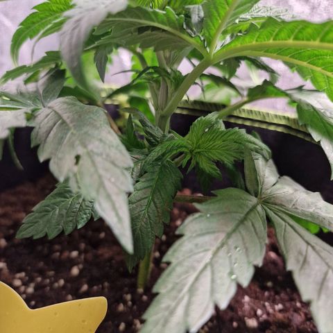 Kalini Asia growlog timeline photo
