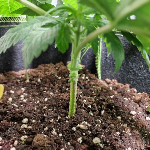 Kalini Asia growlog timeline photo