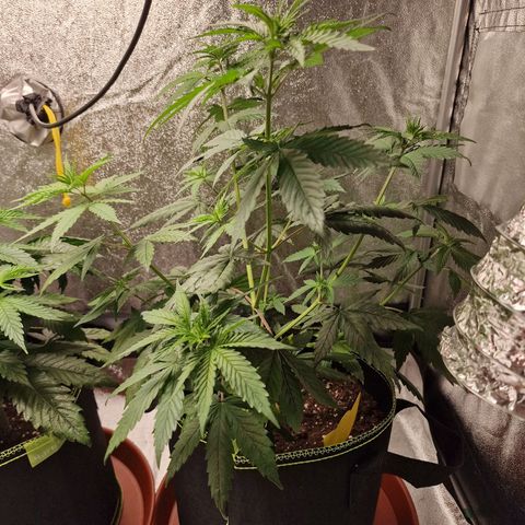 Triple G growlog timeline photo