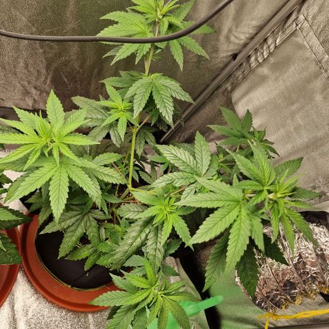 Triple G growlog timeline photo