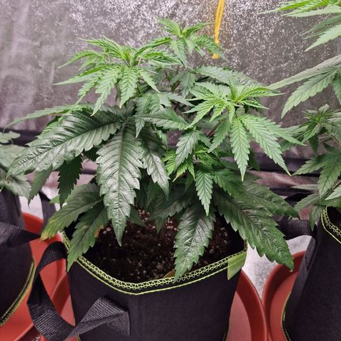 Schokohase  growlog timeline photo