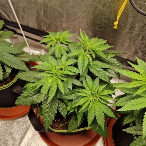 Schokohase  growlog timeline photo