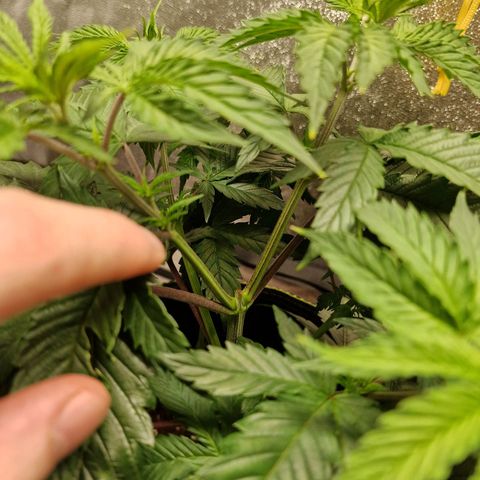 Schokohase  growlog timeline photo