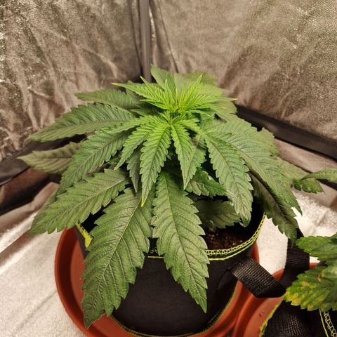 Kalini Asia growlog timeline photo