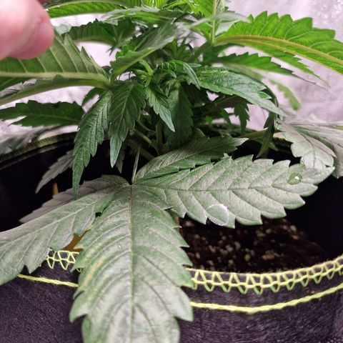 Kalini Asia growlog timeline photo