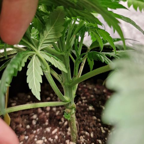 Kalini Asia growlog timeline photo