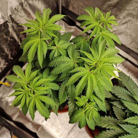Schokohase  growlog timeline photo