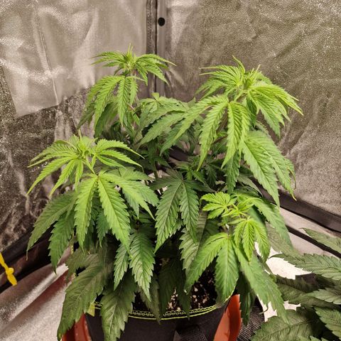 Schokohase  growlog timeline photo