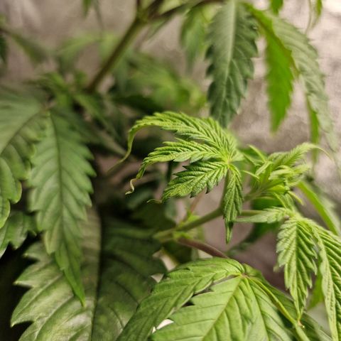 Schokohase  growlog timeline photo