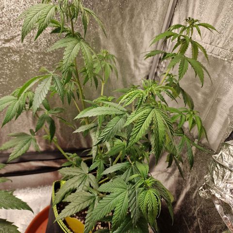 Triple G growlog timeline photo