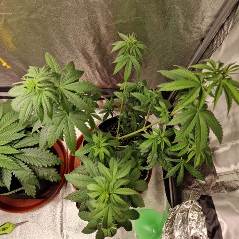 Triple G growlog timeline photo