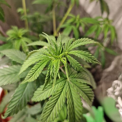 Triple G growlog timeline photo