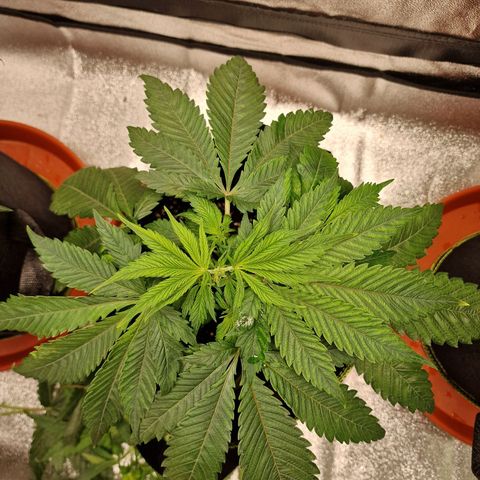 Kalini Asia growlog timeline photo