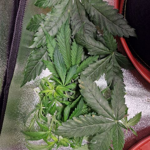 Kalini Asia growlog timeline photo