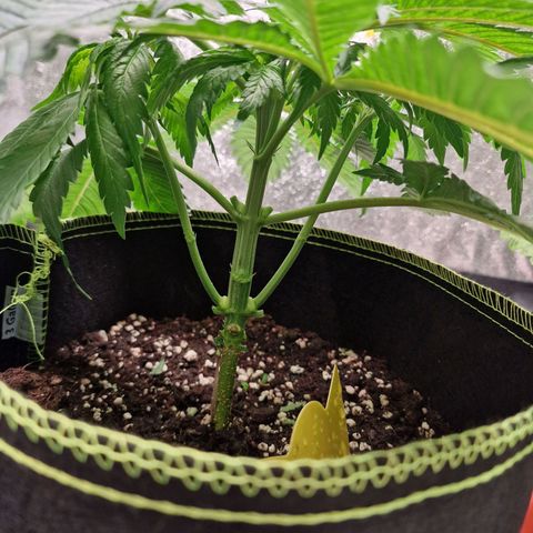 Kalini Asia growlog timeline photo