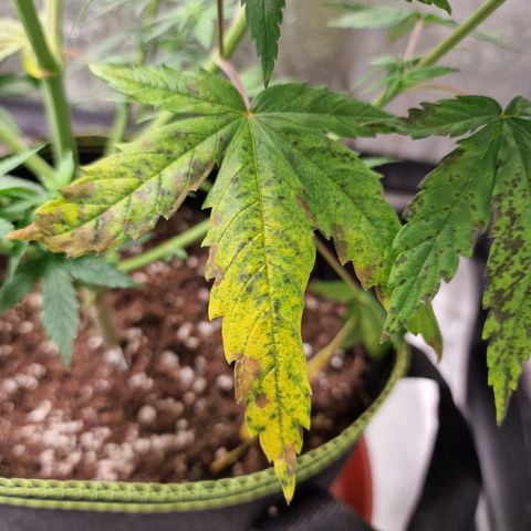 Triple G growlog timeline photo