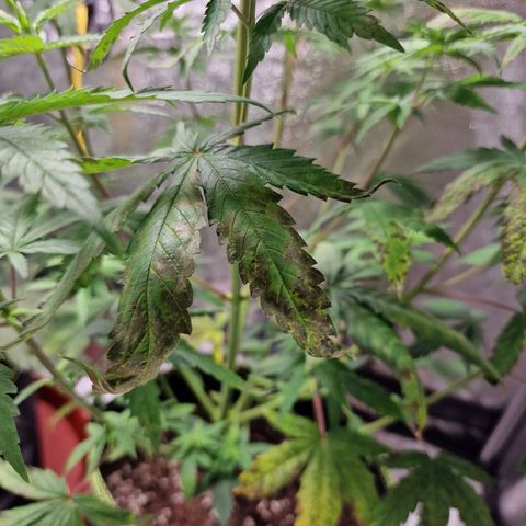 Triple G growlog timeline photo