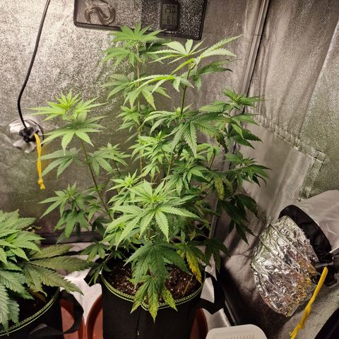 Triple G growlog timeline photo