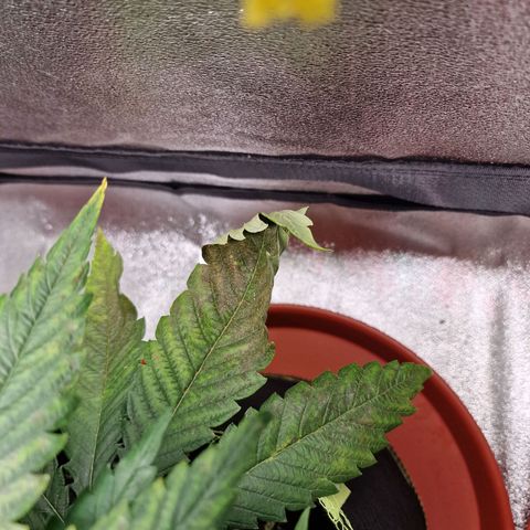 Kalini Asia growlog timeline photo