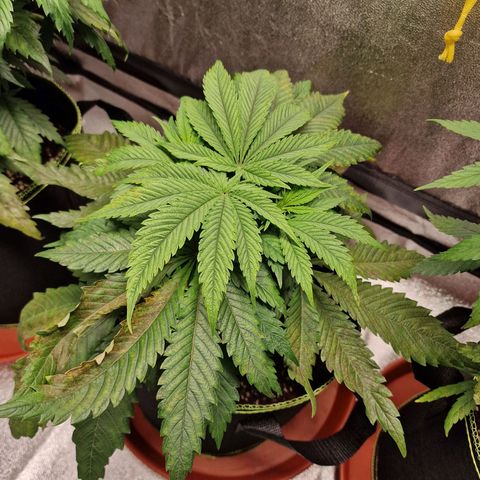 Kalini Asia growlog timeline photo