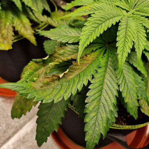 Kalini Asia growlog timeline photo