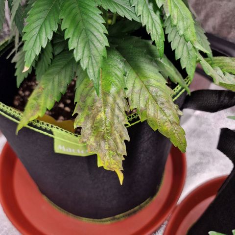Schokohase  growlog timeline photo