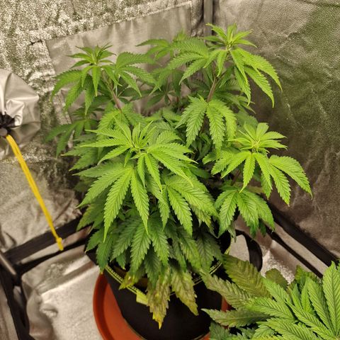 Schokohase  growlog timeline photo