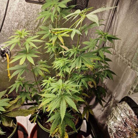 Triple G growlog timeline photo