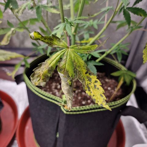 Triple G growlog timeline photo