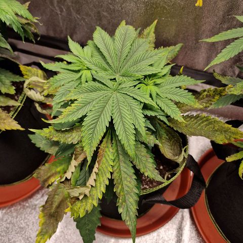 Kalini Asia growlog timeline photo