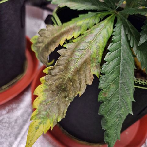 Kalini Asia growlog timeline photo