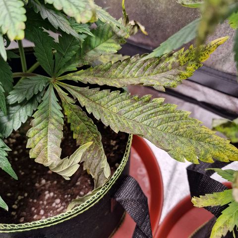 Kalini Asia growlog timeline photo