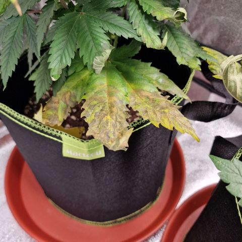 Schokohase  growlog timeline photo