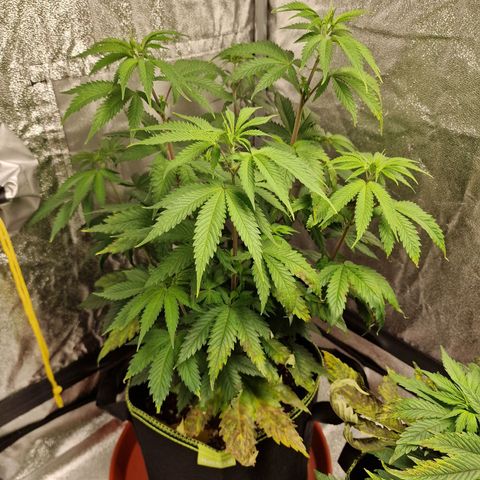Schokohase  growlog timeline photo